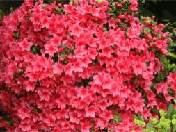 Azaleas